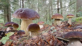 MUSHROOM FORAGING KING BOLETE GIANT FUNGHI PORCINI Cèpe Cep Steinpilz Boletus edulis ASMR [upl. by Sancha]