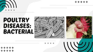 POULTRY 1  Poultry Diseases Bacterial  Module 222 Student Output [upl. by Eed640]