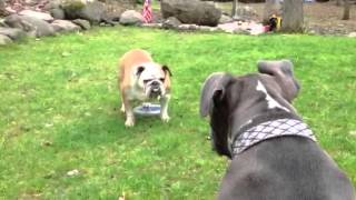 Pitbull vs Bulldog [upl. by Annail613]