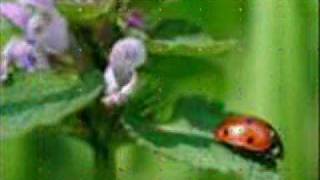 Coccinelle DemoiselleMarienkäfer lied [upl. by Alaehs]