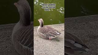 A Greylag goose about to dose off nature greylaggeese [upl. by Peyter10]