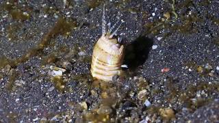 Bobbit worm bit this fish in half [upl. by Percy]