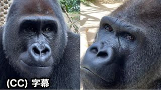 42 difficult quizzes♫ Which is Momotaro amp which is Gentaro Can you answer Momotaro family Gorilla [upl. by Blalock499]