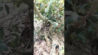 Vô lý caycanh bonsai xuhuong youtubeshorts youtube [upl. by Bainter983]