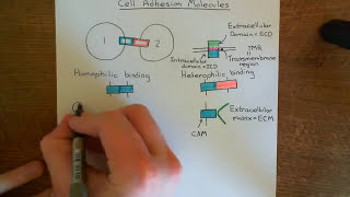 Cell Adhesion Molecules Part 1 [upl. by Ilenna]