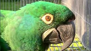 Colorful Emerald Macaw Parrot beautiful macaw [upl. by Eilema642]