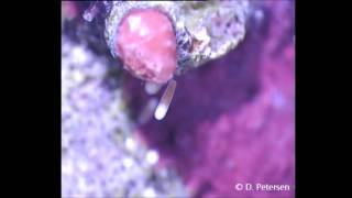 Coral larvae on the move [upl. by Zacharie]