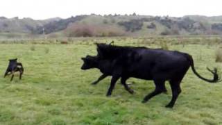 Rottweiler vs Cattle [upl. by Arluene]