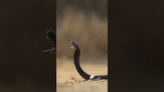 Spitting Cobra in Slow Motion [upl. by Gertrudis596]