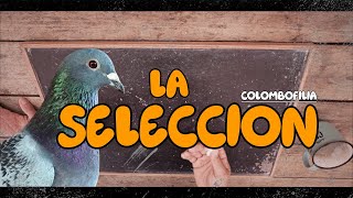 PALOMAS MENSAJERAS amp COLOMBOFILIA 🔴 Descubre Mi SECRETO ‼️ LA VERDAD [upl. by Floss]