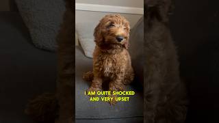 Goldendoodle puppy is very heartbroken 💔 shorts puppy dog fyp [upl. by Nwahsak]