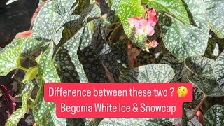 Begonia White Ice and begonia Snowcap [upl. by Bronwyn166]