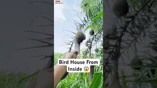 Unexpected Bird House from Inside 😱  minivlog [upl. by Ellehcem]