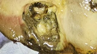 VET opens hoof abscess LOOK what we find inside horse hoof infection ABSCESS treatment hoof [upl. by Odlonra]