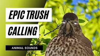 Epic Thrush Calling Sounds  the animal sounds thrush calling  sound effect  animation [upl. by Delmer]