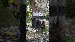 நமக்கும் இதே நிலைமை தான் இது தொடர்ந்தால் enathuaran garbage tree [upl. by Bambi195]