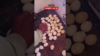 Incubator Day 18  इनक्यूबेटर Day 18  Star Hatcheryshorts egg eggcandling viralshorts [upl. by Apurk]