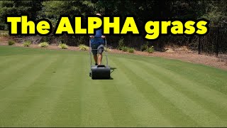 Bermudagrass Basics Beginner Lawn Care [upl. by Somar]