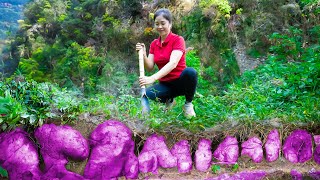 Harvest Purple Yam Goes To Market Sell  Gardening And Cooking  Lý Song Ca [upl. by Eibbor]