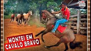 Domando cavalo Bravo [upl. by Luing]