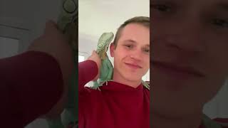 The Man Saves Green Iguana From The Jaws of a Ferocious Dog iguana lizard shorts [upl. by Nostrebor]