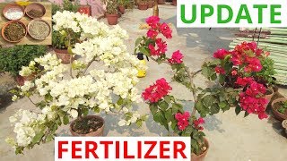 How to fertilize bougainvillea [upl. by Aehr520]