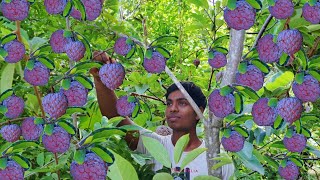 Sugar Apple Harvesting🍎😋 Made EASY with Purple Custard Apples [upl. by Aital]