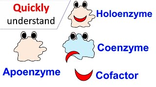 Cofactors  Coenzymes  Holoenzyme  Apoenzyme [upl. by Araid]