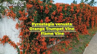 They Climbed Up The Electric Post  Pyrostegia venusta  Orange Trumpet Vine  Flame Vine [upl. by Yennep]