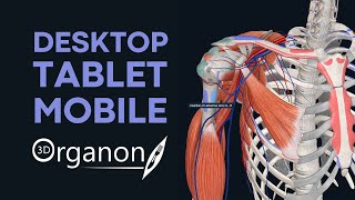 Meet 3D Organon For Desktop Tablet and Mobile [upl. by Anaic]