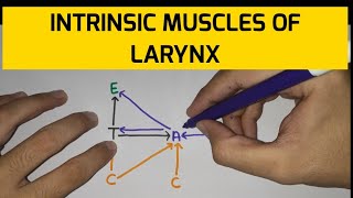 Larynx  5  Muscles of Larynx [upl. by Ogires]