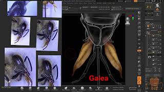 Overview of Honey Bee Mouth Part Anatomy [upl. by Sasnett]