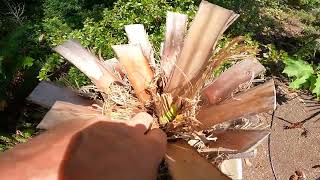 Winter damaged Jubaea chilensis palm tree pushing out new growth [upl. by Saixela]