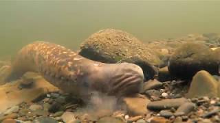 Sea lampreys Petromyzon marinus [upl. by Placida]