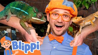 Blippi Meets Reptile Friends at the Aquarium  Educational Videos for Kids [upl. by Patrizia787]