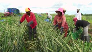 Fairtrade Hoe groeit een ananas [upl. by Pinebrook]