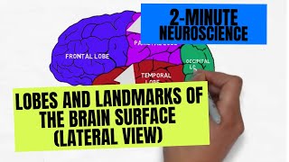 2Minute Neuroscience Lobes and Landmarks of the Brain Surface Lateral View [upl. by Reis534]