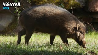 Friendly Visayan Warty Pig Walking Around [upl. by Etsyrk]