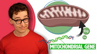 This Gene controls Ergothioneine linked Mitochondrial Benefits [upl. by Perot]