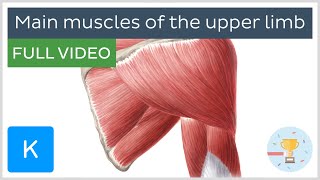 FULL VIDEO Main muscles of the upper limb  Human Anatomy  Kenhub [upl. by Alidus991]