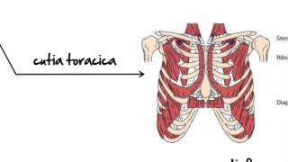 Biologie clasa 7a lectia Sistemul Muscular [upl. by Wina]