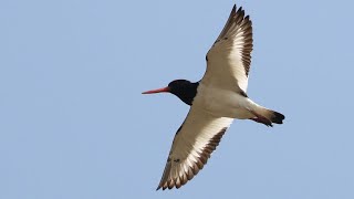 Oystercatcher Spectacular Flight to Roost  British Birding [upl. by Eillo]