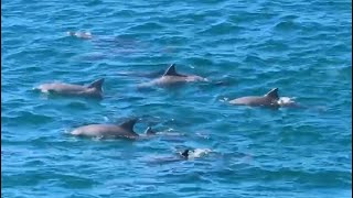 Wild dolphins mating off Noosa National Park Australia [upl. by Retnyw]