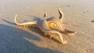 Starfish Walking on the Beach [upl. by Neyu]