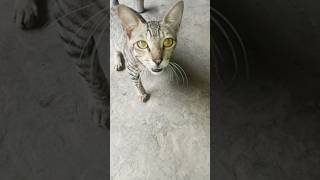 kitten meowing to attract cats [upl. by Hebrew]