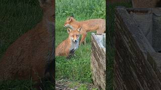 A pair of Foxes playing [upl. by Oyek639]