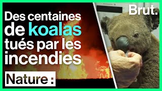 Australie  des centaines de koalas tués par les incendies [upl. by Anilyx]