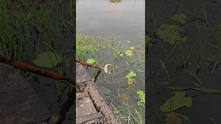 Village fishing Video 🐬 Boat fishing video 🌻 part12 fishing shorts trending fish boat [upl. by Atoked459]