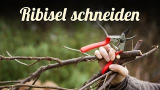 Johannisbeeren Ribisel schneiden 🍈 Beerensträucher pflegen [upl. by Annetta]