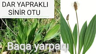 Dar yapraklı sinir otu Sinirli ot Sinir otu Bağa yaprağı Baqa yarpaqı Plantago lanceolata [upl. by Ivz]